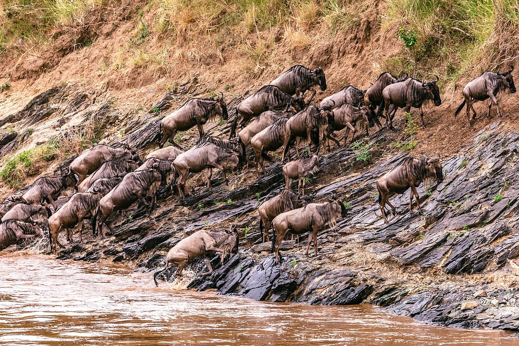 Wildebeest crossing the Mara River during Great Migration 2026 in Maasai Mara National Park