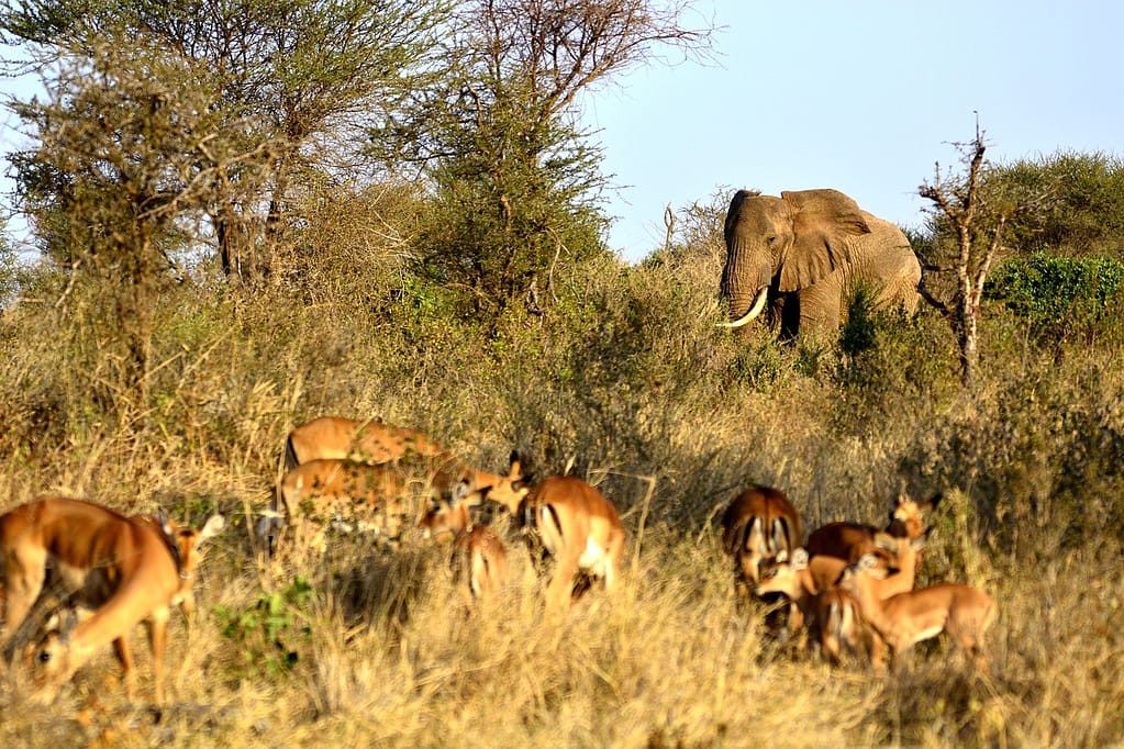 Tarangire National Park