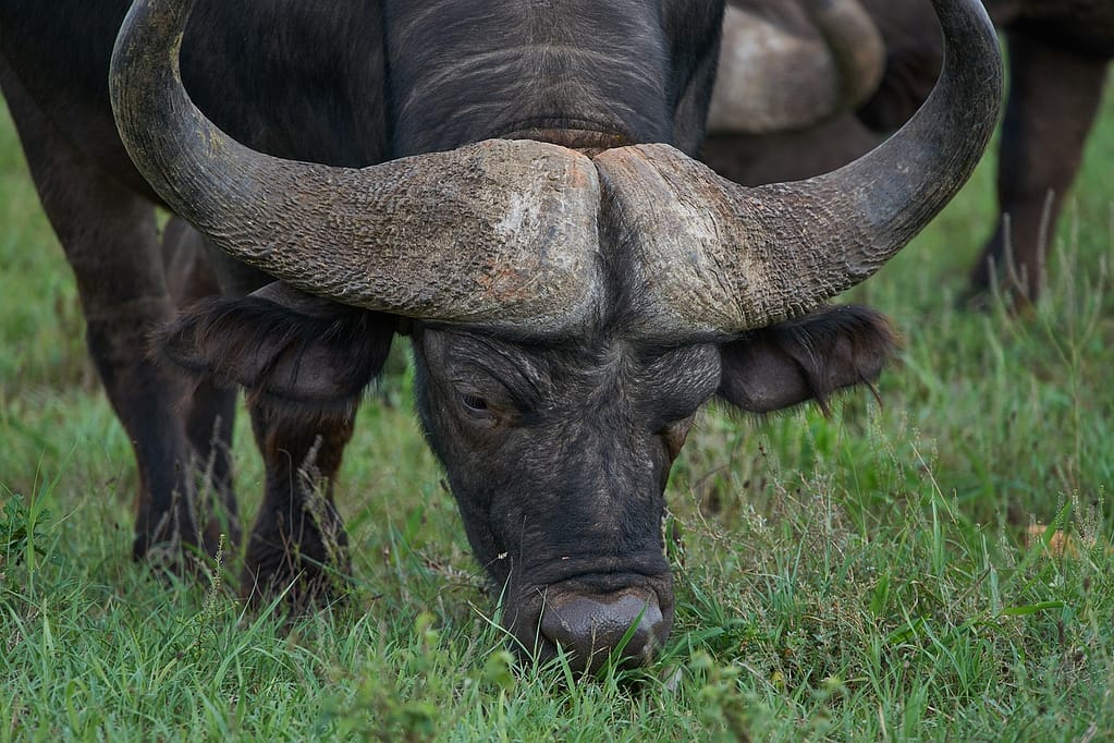 Kruger National Park Safari