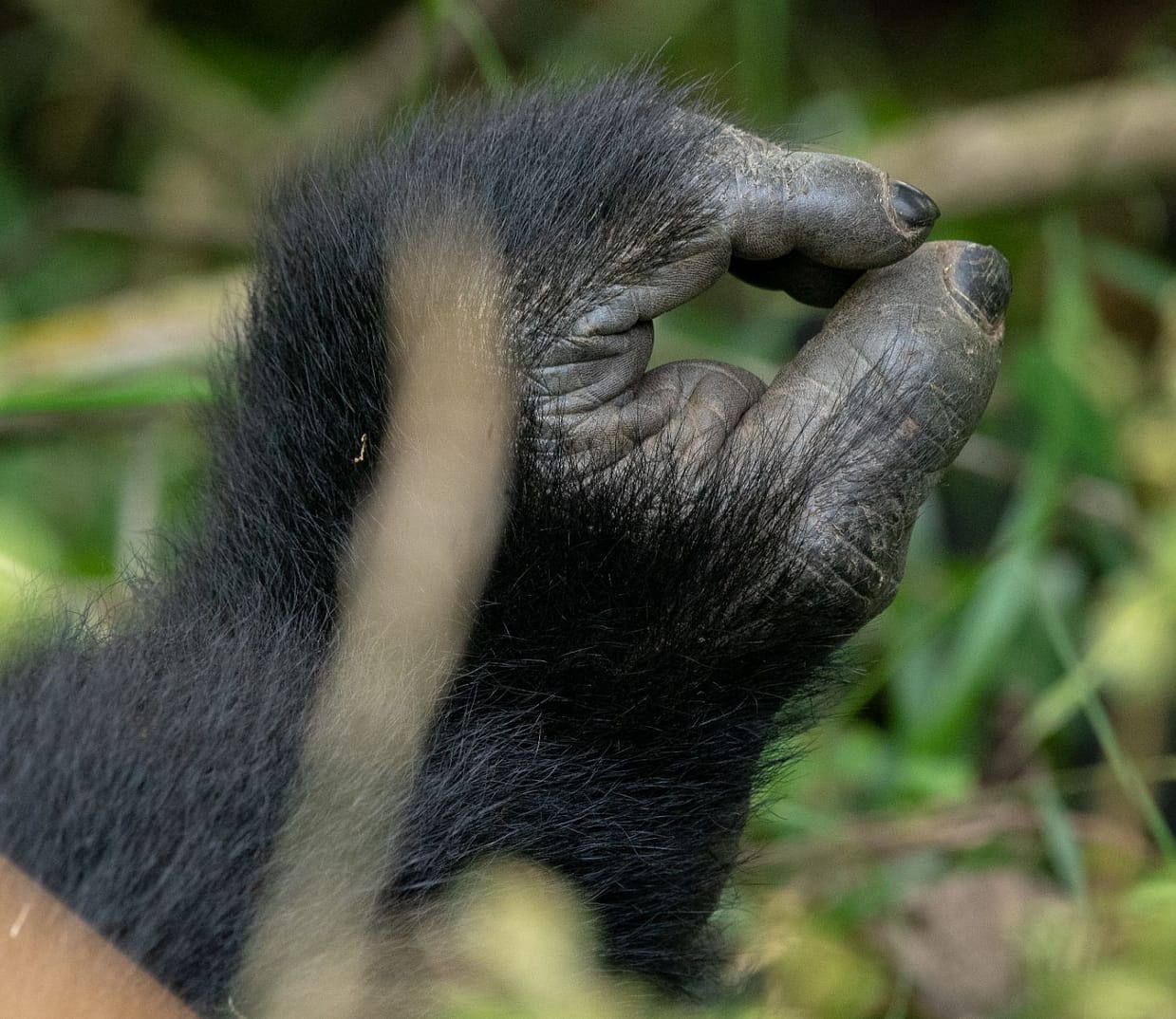5 Day Double Gorilla Trekking Adventure in Uganda - Image 3