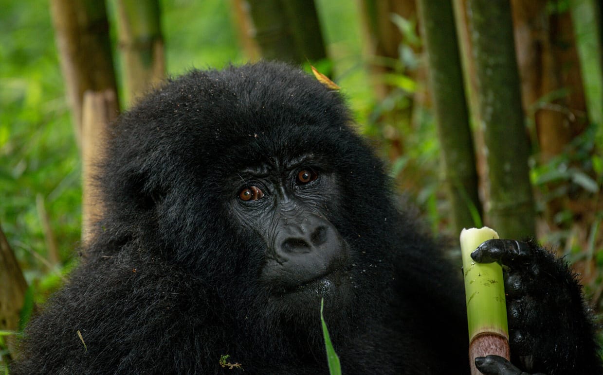 5 Day Double Gorilla Trekking Adventure in Uganda