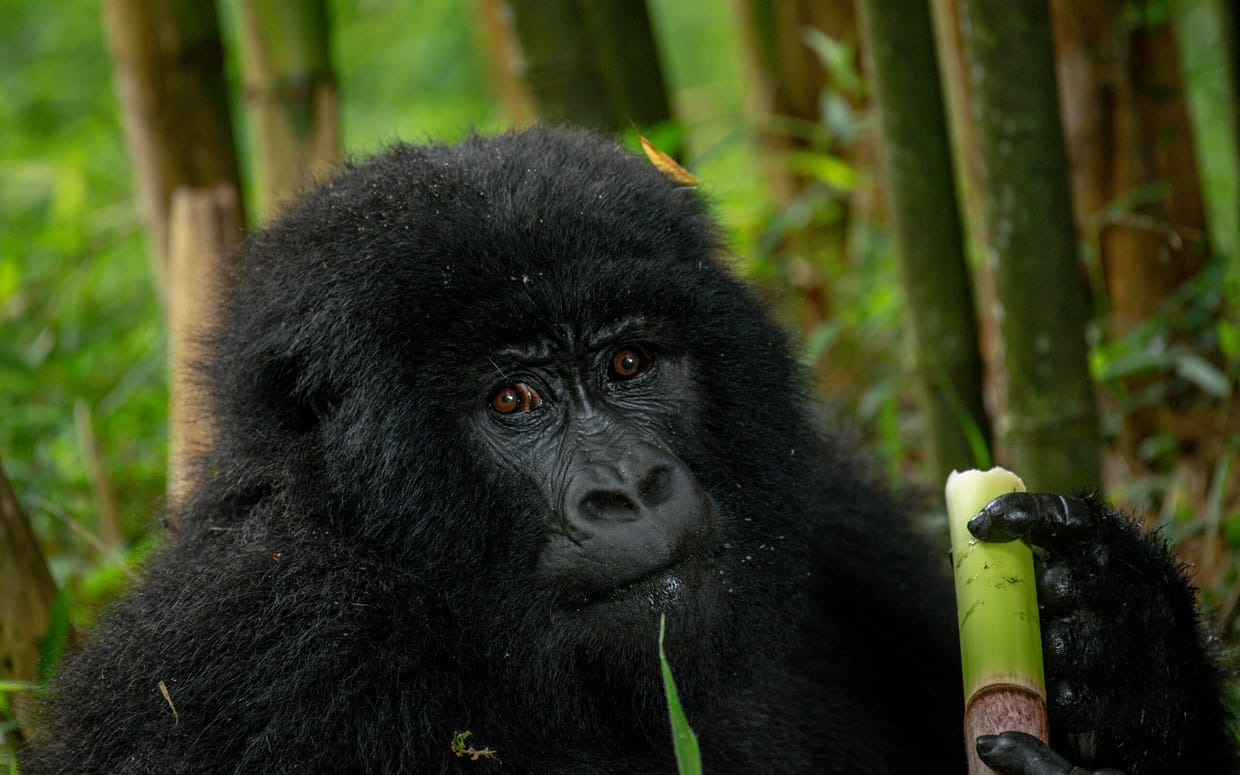 Bwindi gorillas in uganda
