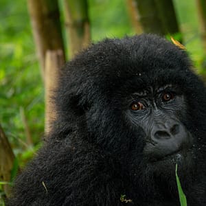 5 Day Double Gorilla Trekking Adventure in Uganda