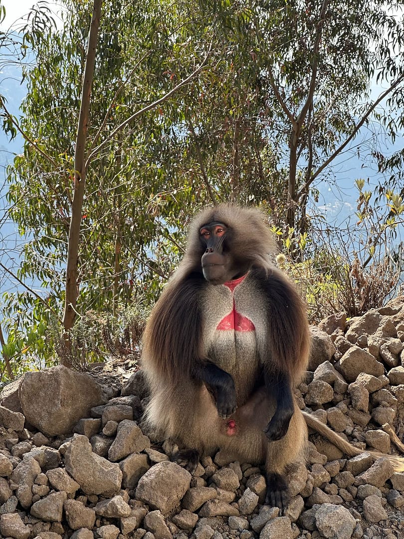 3-Day Simien Mountains Trekking Adventure