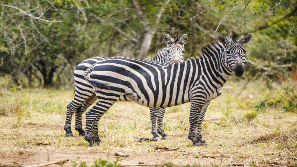 Trek Safaris (Uganda)Ltd