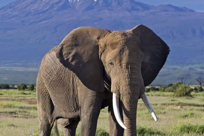 Jumbo Adventures