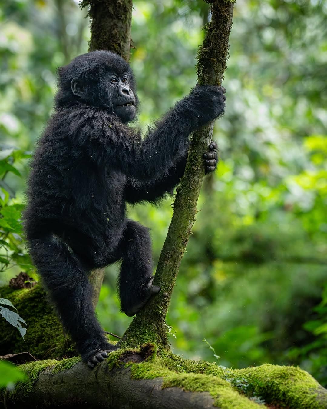 MARVEL GORILLA ADVENTURE