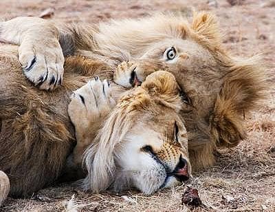 Tanzania safari price offers, and Kilimanjaro climbing trips