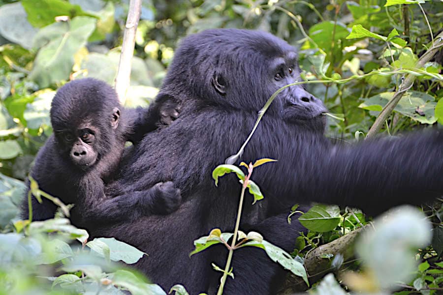 Mamaland Safaris