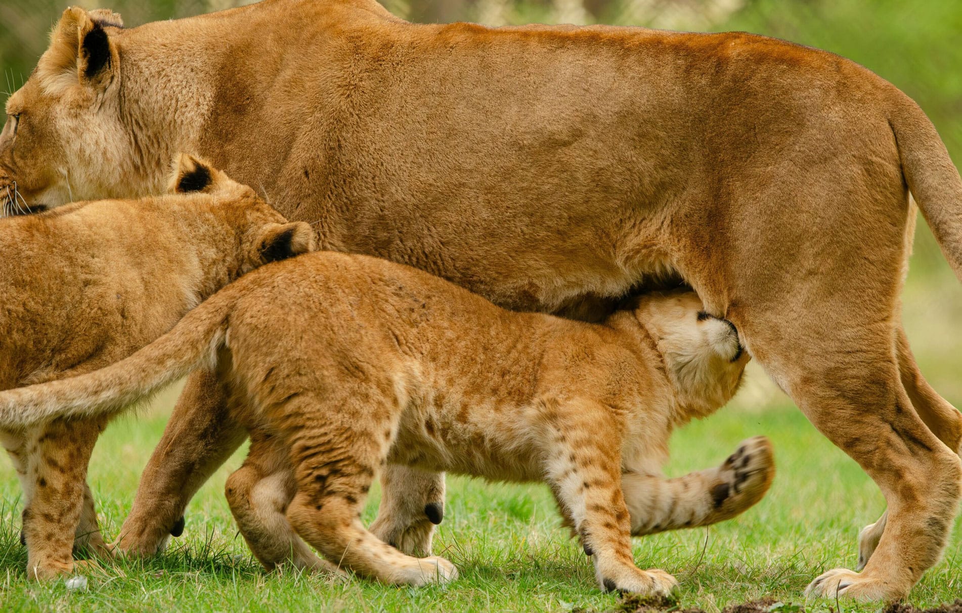 Tulambule Uganda Safaris