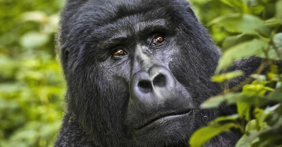 Vibrant Holidays Safaris