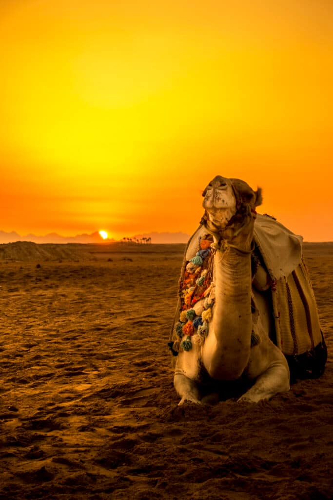 Aisha Morocco Tours