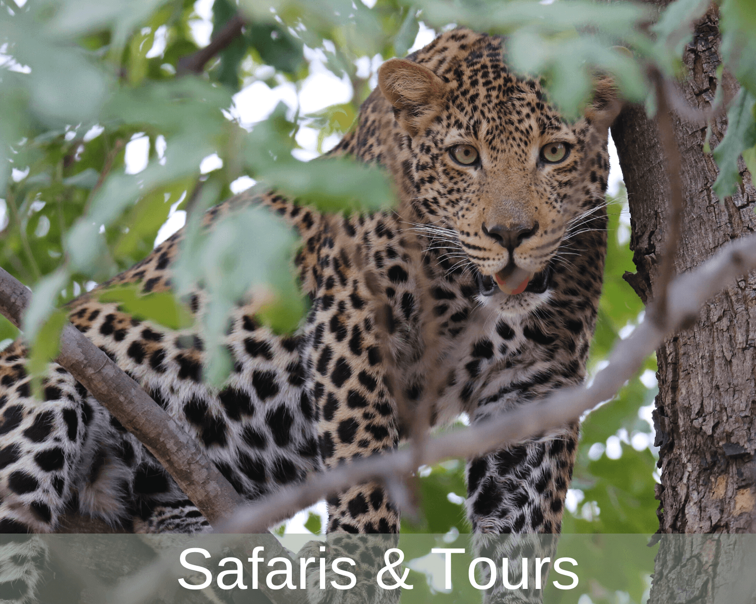 Adventure To Africa