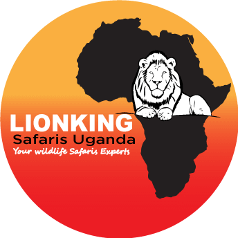 Lionking Safaris