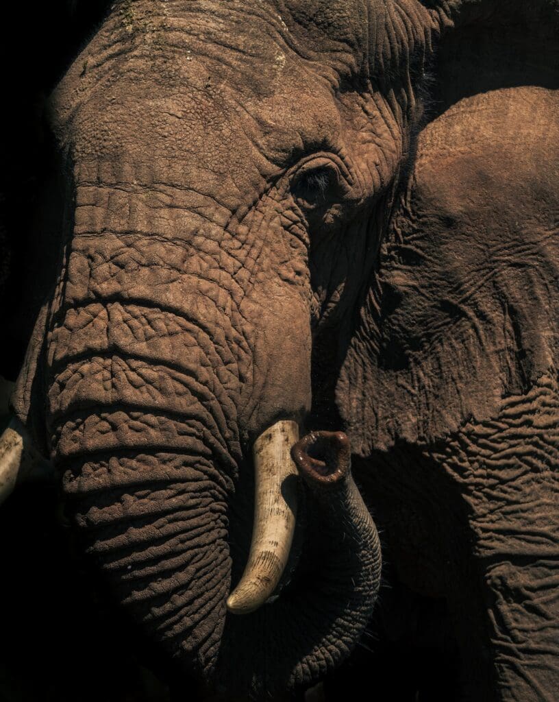 Tanzania Travel & Safari Company Ltd