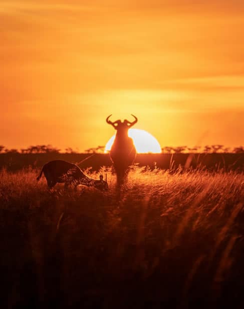 Kenya Holiday Safaris | Kenya Budget Safaris