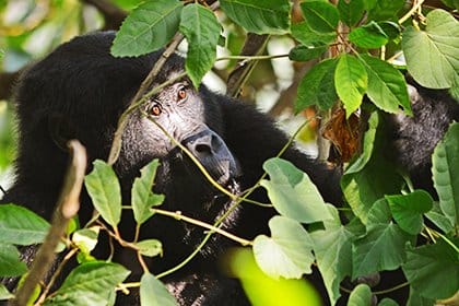 AMEERA AFRICA SAFARIS LTD