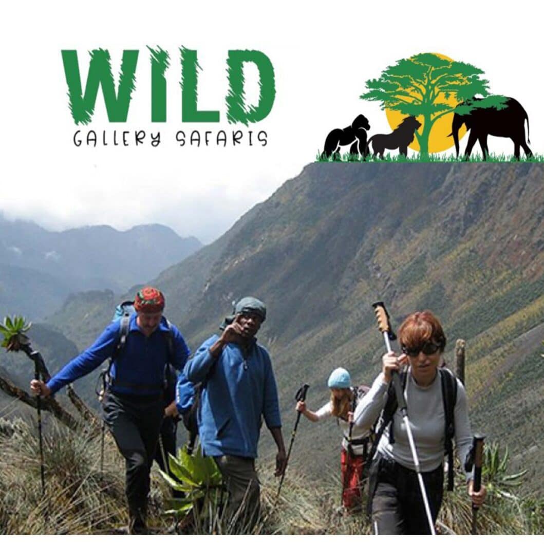 WILD GALLERY SAFARIS